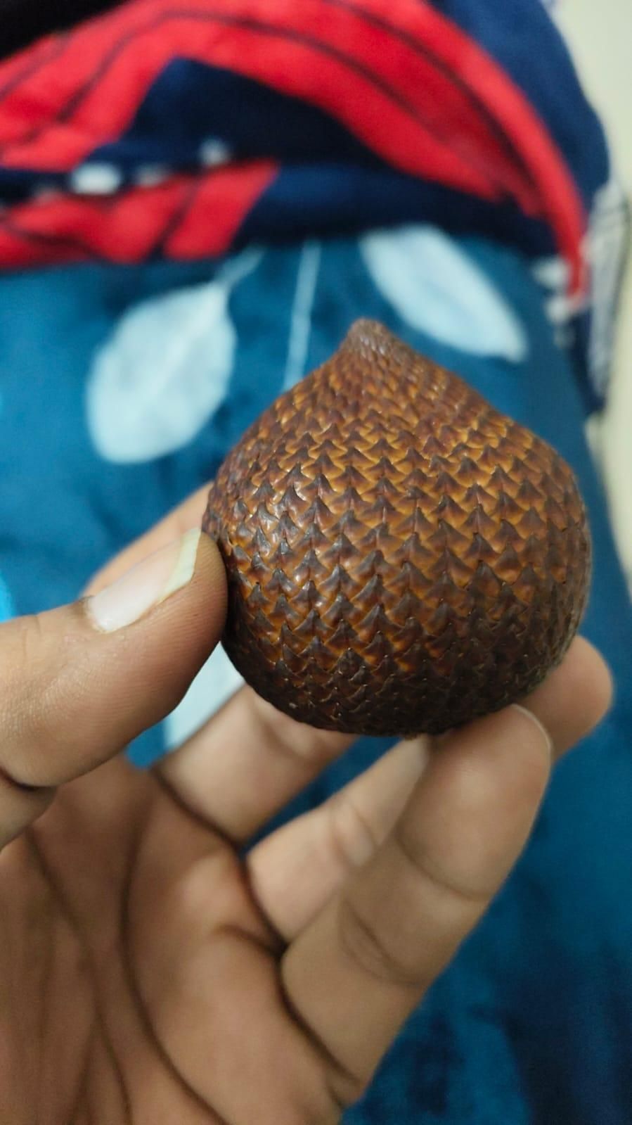 Snake Fruit Plant Seeds (Pack of 20)
