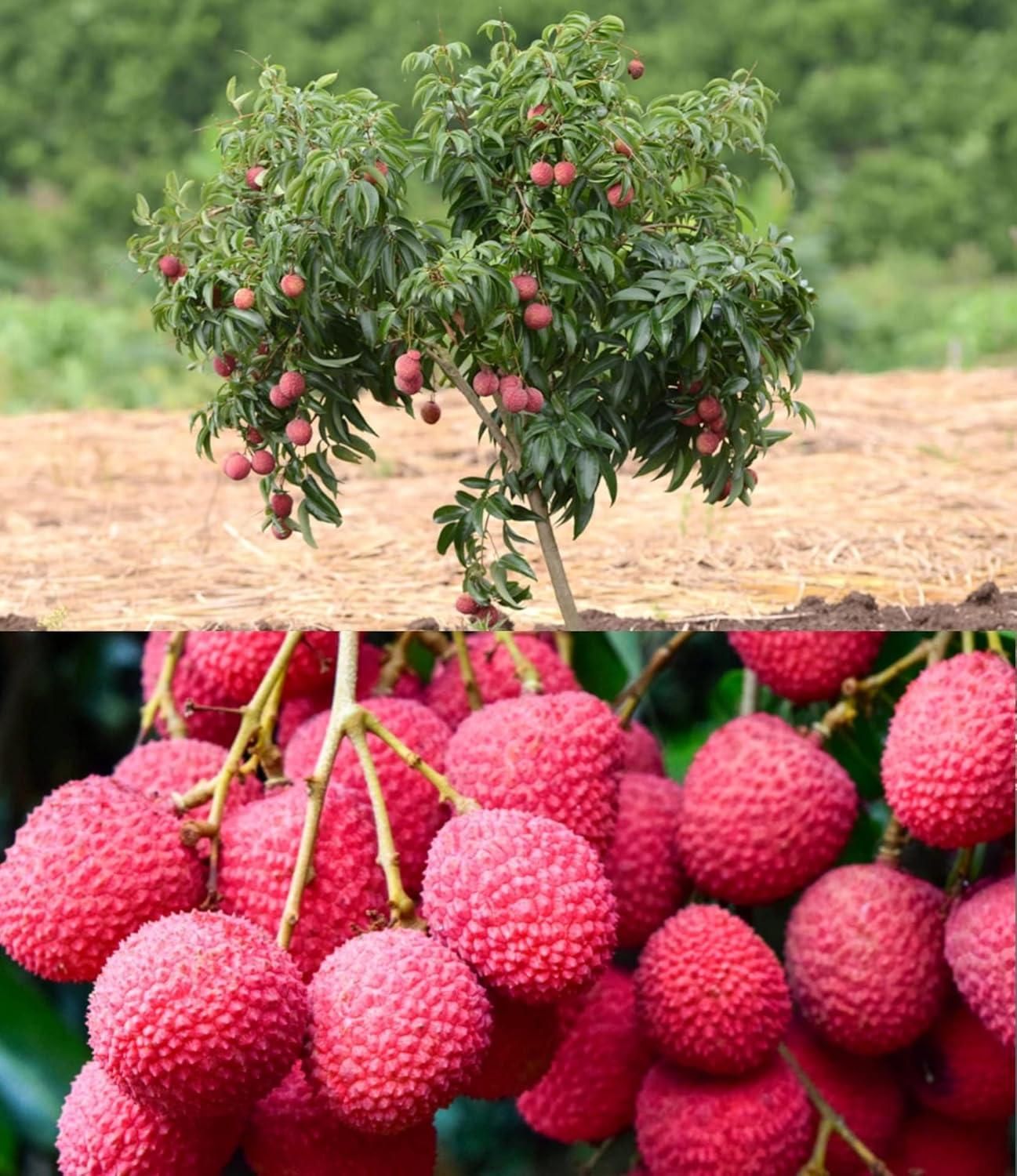 Healthy Lychee Fruit Seeds (Pack of 20)