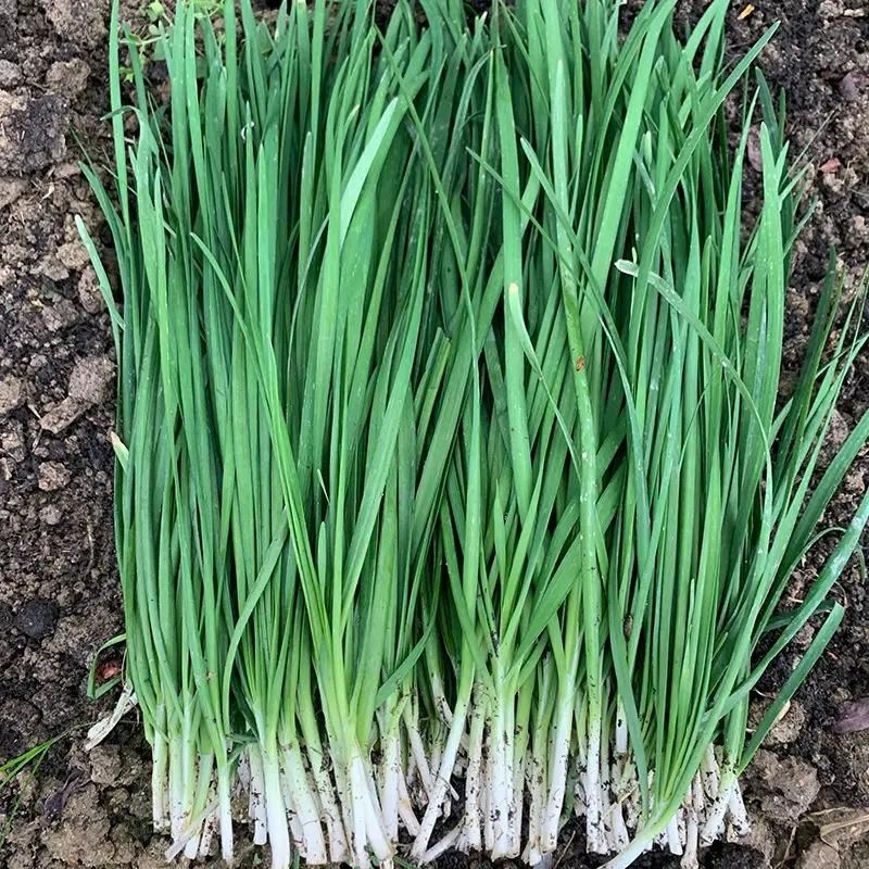Garlic Bulbs
