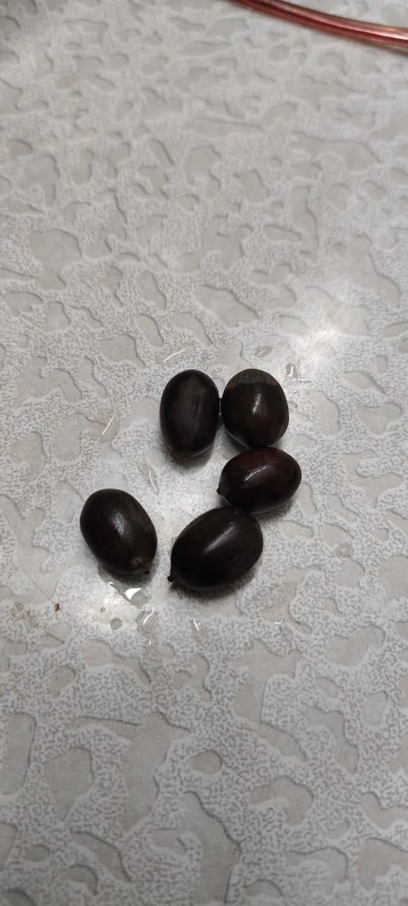 Snake Fruit Plant Seeds (Pack of 20)