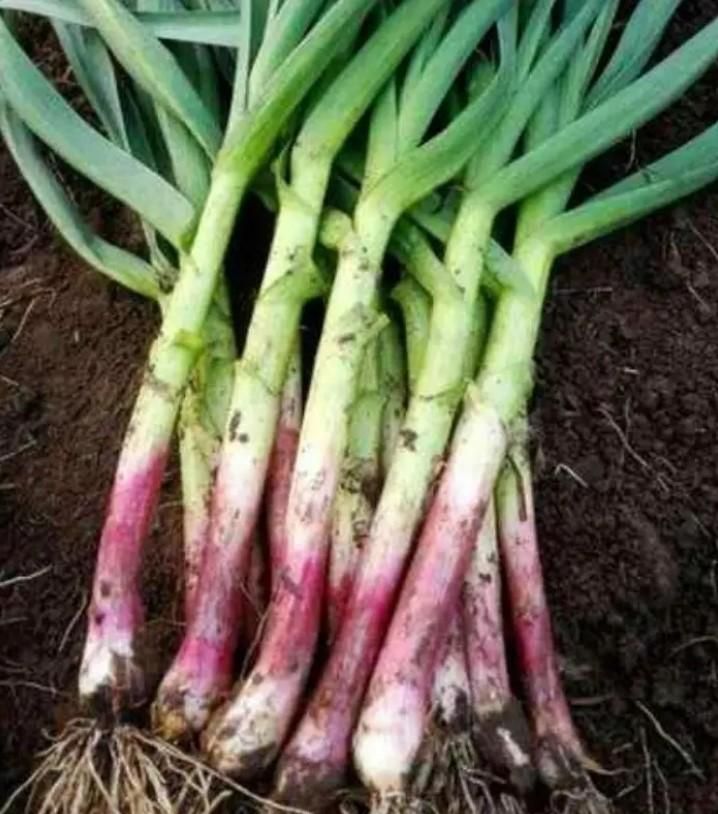 Garlic Bulbs