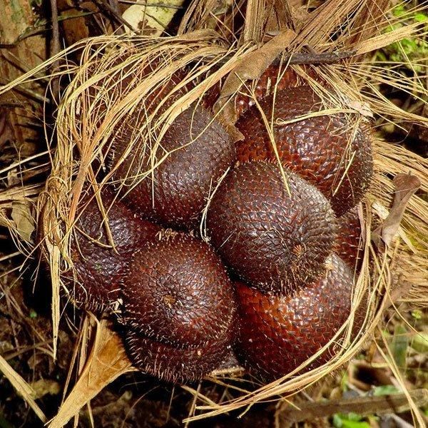 Snake Fruit Plant Seeds (Pack of 20)
