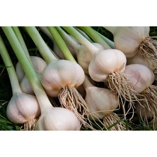Garlic Bulbs