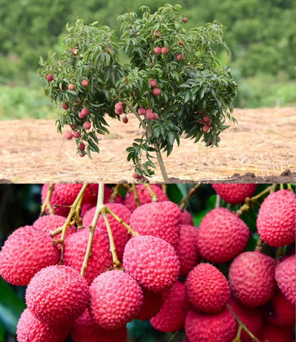 Healthy Lychee Fruit Seeds (Pack of 20)
