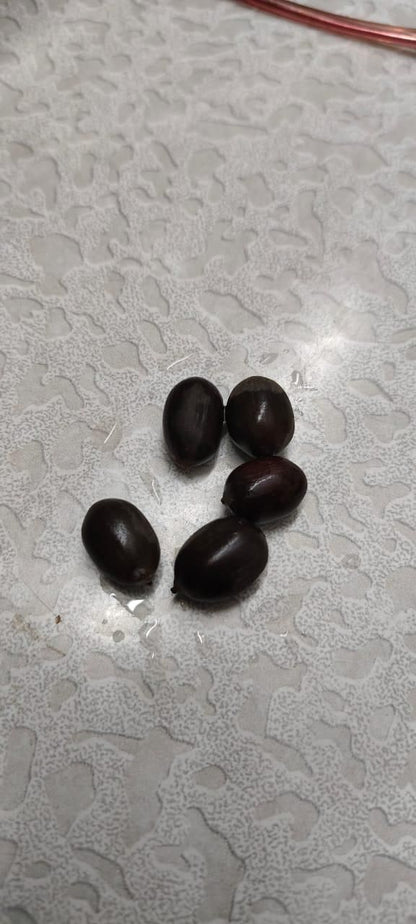 Snake Fruit Plant Seeds (Pack of 20)