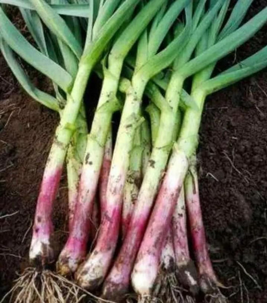Garlic Bulbs