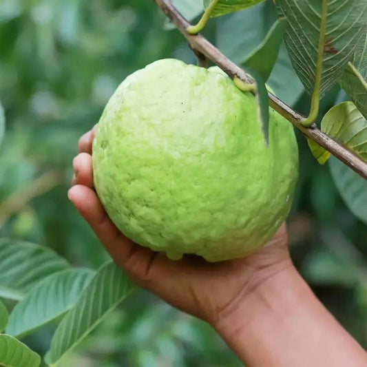 Guava Pink Guava Seeds Pack of 20